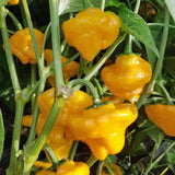 Jamaican Yellow Pepper Plants Live, Pepper Plant, 4-7 Inch Tall, 4 Inch Pot