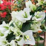 Set 2 White Bougainvillea Live Plant 5-7 Inch Tall