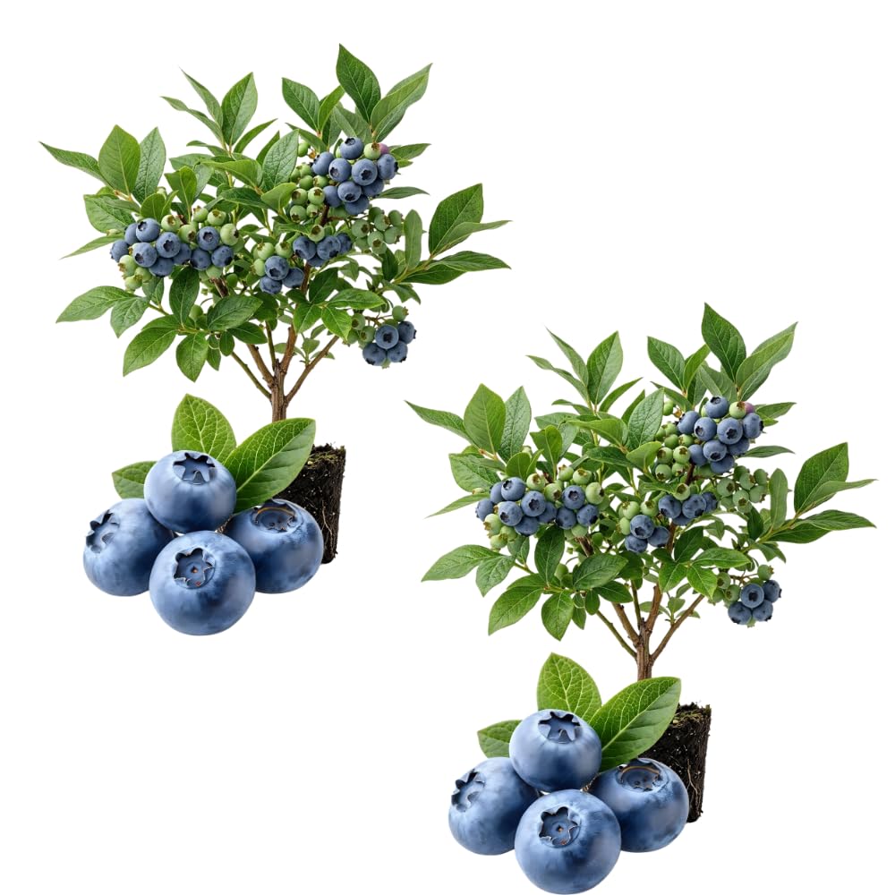 2 Sharpblue Blueberry Live Plant, Container Berry Plant, 4-6 Inch Tall