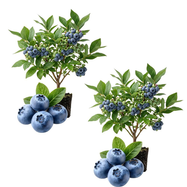2 Sharpblue Blueberry Live Plant, Container Berry Plant, 4-6 Inch Tall
