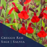 4 Red Salvia Sage Live Bushes, Landscape Flower Plant, 4-6 Inch Tall