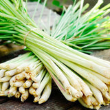 2 Lemongrass Herb Live Plants, Fragrant Herb Plant, 7-10 Inch Tall