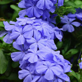 2 Blue Plumbago Plants Live, Well-Rooted Starter Plant, 4-6 Inch Tall