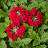 Set of 3 Live Red Verbena Plant 4-7 Inch Tall