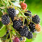 2 Sweet BlackBerry Plants Live, Sweet BlackBerry Bushes, 4-7 Inch Tall
