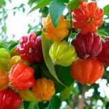 Surinam Cherry Tree Live Plant, Hardy Garden Plant, 4-7 Inch Tall