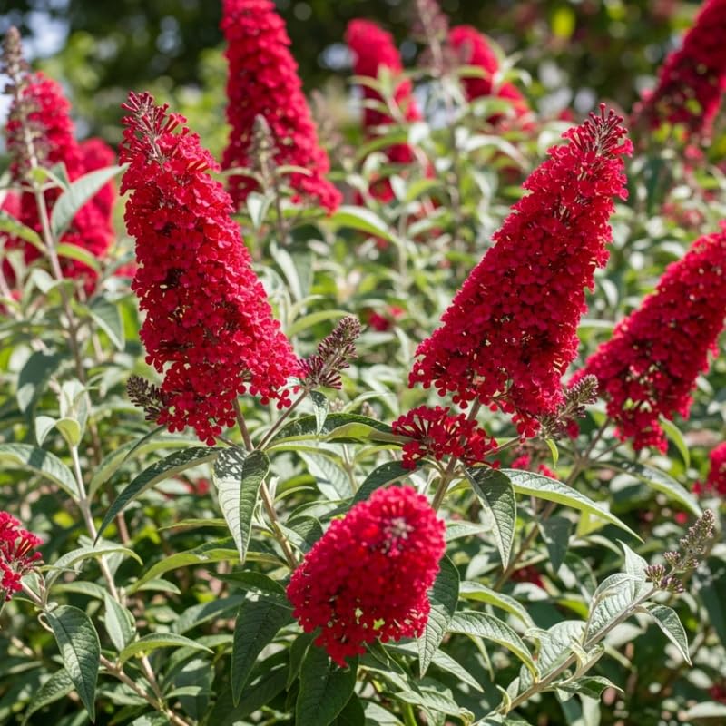 2 Red Buddleia Live Plants, 5-9" Butterfly Bush for Outdoor Gardens