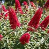 2 Red Buddleia Live Plants, 5-9" Butterfly Bush for Outdoor Gardens