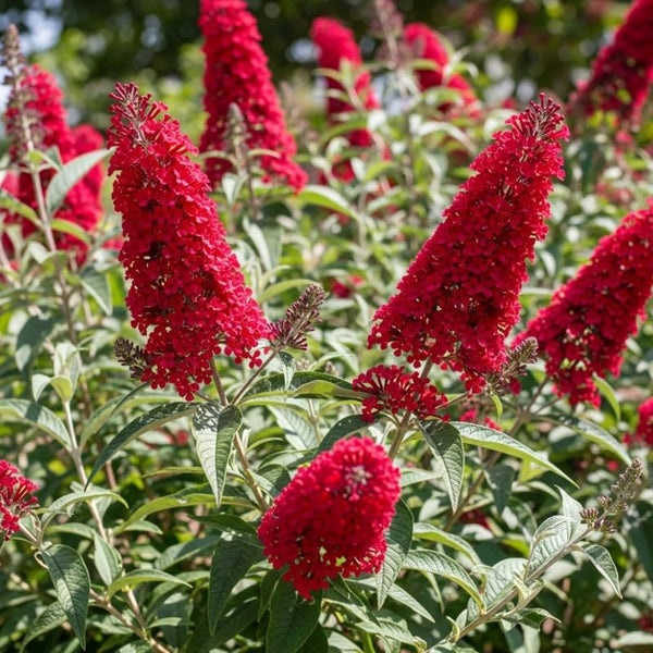 2 Red Buddleia Live Plants, 5-9" Butterfly Bush for Outdoor Gardens