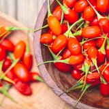 2 Red Goji Berry Plants Live, Garden Plant, 4-6 Inch Tall for Growing