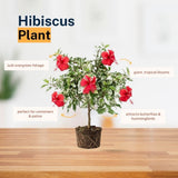 Pack 2 White Red Hibiscus Plant Live 4-7 Inch Tall