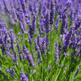 2 Lavender Live Plants, 4-6 Inch Tall