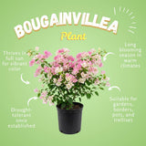 2 Cream Pink Bougainvillea Live Plants, 4-6 Inch Tall