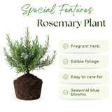 3 Rosemary Live Plants, Rosemary Plant, Live Starter Plant, 4-6 Inch Tall