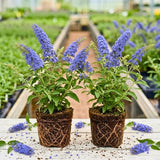 2 Light Blue Buddleia Live Plants, 5-9" Butterfly Bush for Outdoor Gardens