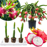 3 White Dragon Fruit Plants Live, Outdoor Garden Fruit Plant