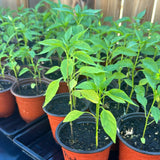 Red Jamaican Yellow Pepper Plants Live, 4-7 Inch Tall, 4 Inch Pot