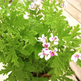 2 Citronella Live Plants, Indoor Outdoor Herb, 3-6 Inch Tall