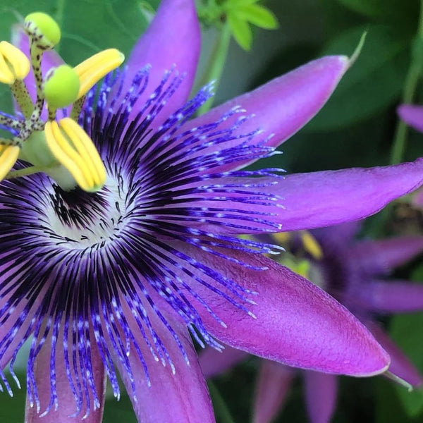 Lavender Passion Flower Live Plant, 4-6 Inch Tall