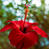 2 Cranberry Hibiscus Plants Live, Hardy Hibiscus Flowers, 4-6 Inch Tall