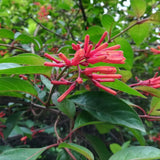 3 Hamelia Firebush Plant Live, Hamelia Live Plant, 4-6 Inch Tall