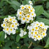 2 White Lantana Plants Live, Hardy Flowering Perennial, 4-6" Tall