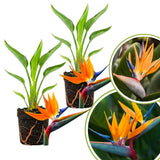 2 Orange Bird Live Plants, Outdoor Garden Plant, 4-6 Inch Tall