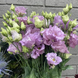 Lavender Lisianthus Plant, Eustoma Lisianthus Flowers in Plug, 3-5'' Tall