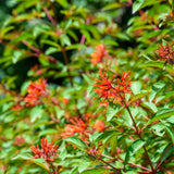 3 Red Live Firebush Hamelia Plants, Well-Rooted Shrub Plant, 4-6 Inch Tall