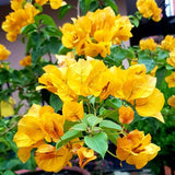 2 Yellow Bougainvillea Live Plants, Well-Rooted Flower Vine, 4-7 Inch Tall