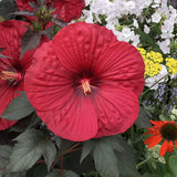 4 Black Leaf Red Hibiscus Plants Live, Large Bloom Shrub, 4-8 Inch Tall