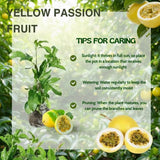 Passionfruit Plant Live, Starter Plant, 4-6 Inch Tall
