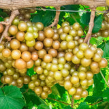 3 Muscadine Grape Plants Live for Planting, Starter Plants, 3-5" Tall, No Pot, Cold Hardy, Tree Grape Vines Fruit for Spring Growing (Bronze)