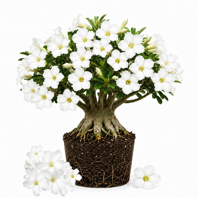 White Desert Rose Live Plant 4-7 Inches, Colorful Adenium Obesum Succulent Plants for Indoor Outdoor, Hardy, Ready to Grow