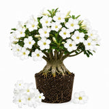 White Desert Rose Live Plant 4-7 Inches, Colorful Adenium Obesum Succulent Plants for Indoor Outdoor, Hardy, Ready to Grow
