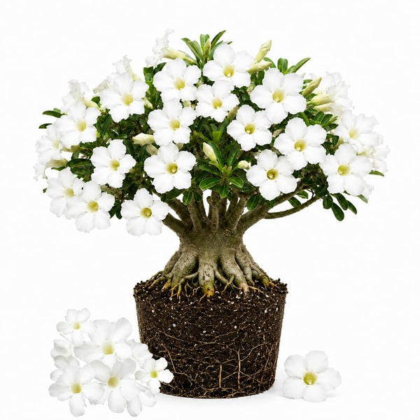White Desert Rose Live Plant 4-7 Inches, Colorful Adenium Obesum Succulent Plants for Indoor Outdoor, Hardy, Ready to Grow