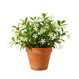 White Star Jasmine Plant Live, 10 Inch Tall, 3 Inch Pot