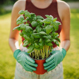 2 Blue Spice Basil Plants Live, 3-6 Inches Tall