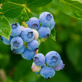 2 Misty Blueberry Live Plants, Indoor Outdoor Plant, 4-7 Inch Tall