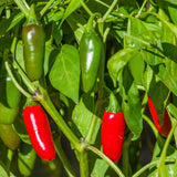 Green Hot Chili Pepper Plant Live, Pepper Plant, 4-7 Inch Tall, 4 Inch Pot