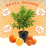 Navel Orange Tree Live Plant, Citrus Orange Fruit Tree, 1 Gallon Pot
