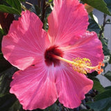 4 Pink Hibiscus Live Plants, Hibiscus Flower, Patio Container Plant, 4-8 Inch Tall