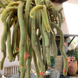 Monkey Tail Cactus Live Plant, 3-5 Inch Tall, 2 Inch Pot