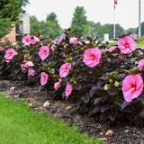 4 Random Hibiscus Flower Live Plants, Large Bloom Shrub, 4-8 Inch Tall