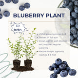 2 Jewel Live Blueberry Plants, Home Garden Plant, 4-7 Inch Tall