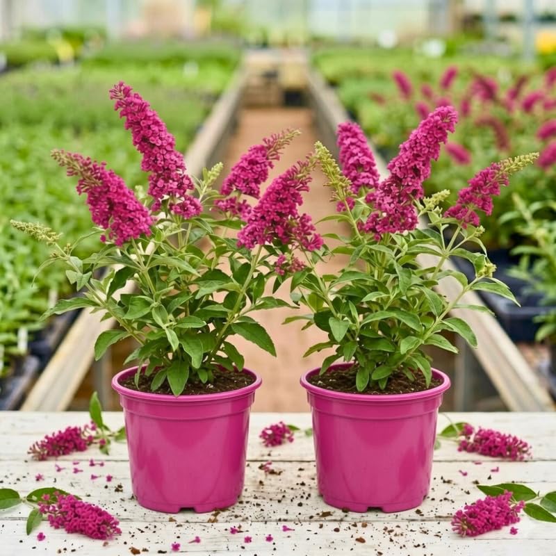 2 Raspberry Buddleia Live Plants, 5-9" Butterfly Bush for Outdoor Gardens
