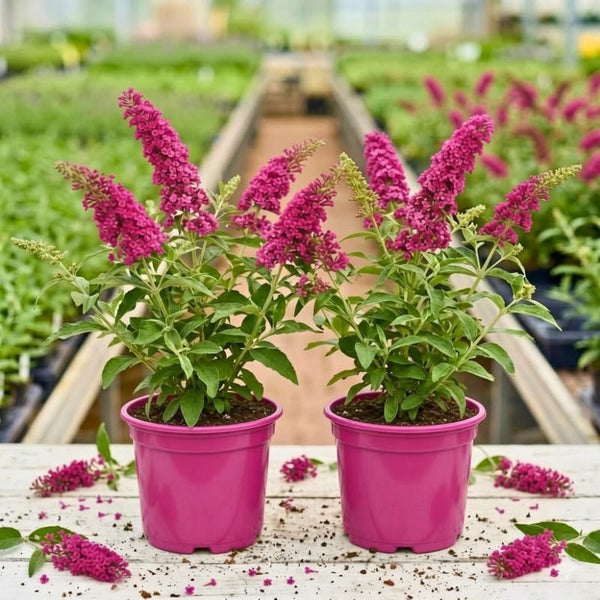 2 Raspberry Buddleia Live Plants, 5-9" Butterfly Bush for Outdoor Gardens