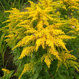20 Yellow Goldenrod Live Bare Roots