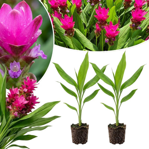 2 Pink Ginger Live Plants, Ornamental Flowering Ginger Plant for Indoor Outdoor, Colorful Blooming Gingers 4-6 Inches
