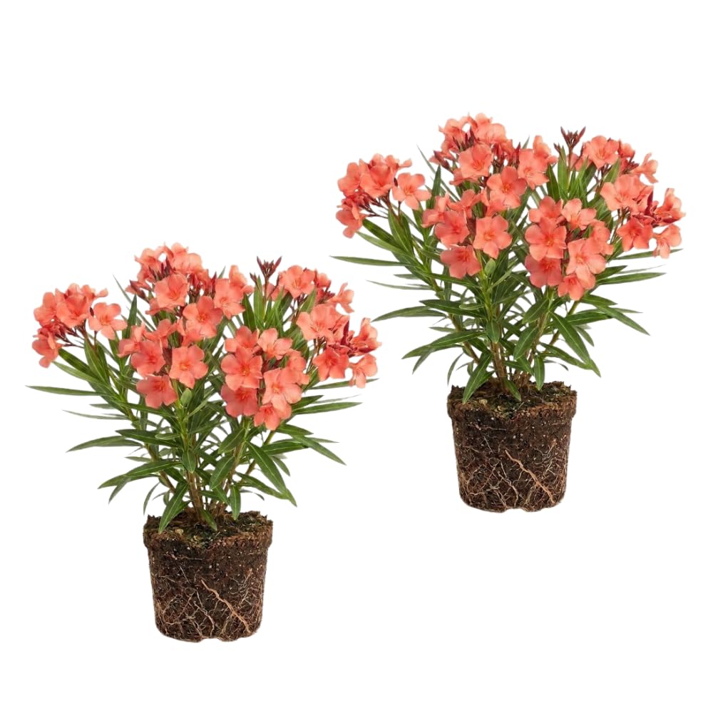Set 2 Dwarf Oleander Plants Live, Oleander Plant, 4-6 Inc Tall